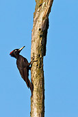 BRD 25 KH0001 01
Black Woodpecker Perched On Dead Tree Branch Profile