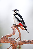 BRD 25 WF0001 01
Great Spotted Woodpecker Perched On Pine Branch
