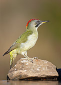 BRD 25 WF0002 01
Green Woodpecker Female Standing On Stone Near Water