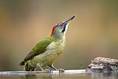 BRD 25 WF0003 01
Green Woodpecker Female Drinking From Garden Pond