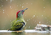 BRD 25 WF0004 01
Green Woodpecker Male Bathing Garden Pond