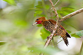 BRD 25 WF0005 01
Cinnamon Woodpecker Perched On Twig