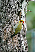 BRD 25 WF0006 01
Yellow-Browed Woodpecker Perched On Tree Trunk