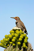 BRD 25 WF0007 01
Gilded Flicker Perched On Top Of Cactus