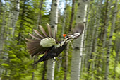 BRD 25 NE0001 01
Pileated Woodpecker Flying In Woods