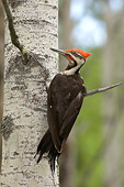 BRD 25 NE0002 01
Pileated Woodpecker Perching On Tree