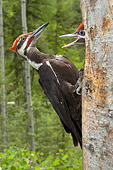 BRD 25 NE0003 01
Pileated Woodpecker Adult Perching On Tree With Chick Sticking Head Out
