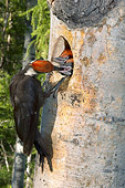 BRD 25 NE0004 01
Pileated Woodpecker Adult Perching On Tree Feeding Chicks In Nest