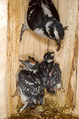 BRD 25 NE0005 01
Hairy Woodpecker Female Feeding Chicks In Hollow Tree Nest