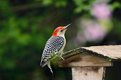 BRD 25 TK0001 01
Red-Bellied Woodpecker Perching On Bird Feeder