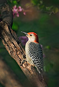 BRD 25 TK0002 01
Red-Bellied Woodpecker Perching On Tree Branch