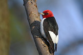 BRD 25 TK0003 01
Red-Headed Woodpecker Perching On Tree Branch