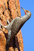 BRD 25 TL0001 01
Northern Flicker Searching For Insects On Ponderosa Pine