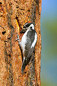 BRD 25 TL0002 01
Hairy Woodpecker Searching For Insects On Ponderosa Pine