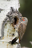 BRD 25 TL0004 01
Northern Flicker Perching At Entrance To Nest In Aspen Tree