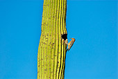 BRD 25 TL0005 01
Femal Gila Woodpecker Perching At Entrance To Nest In Cactus Arizona