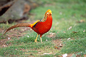 BRD 26 BA0001 01
Golden (Chinese) Pheasant Walking On Grass Profile