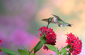 BRD 26 DA0001 01
Ruby-Throated Hummingbird Male Feeding On Red Pentas