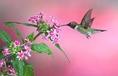 BRD 26 DA0002 01
Ruby-Throated Hummingbird Male Feeding On Pink Pentas