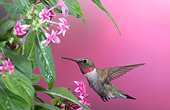 BRD 26 DA0003 01
Ruby-Throated Hummingbird Male Feeding On Pink Pentas