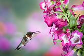 BRD 26 DA0004 01
Ruby-Throated Hummingbird Male Flying Near Phoenix Magenta Penstemon