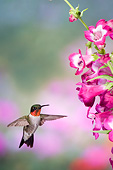 BRD 26 DA0005 01
Ruby-Throated Hummingbird Male Flying Near Phoenix Magenta Penstemon