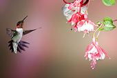 BRD 26 DA0006 01
Ruby-Throated Hummingbird Male Flying Near Fuschia