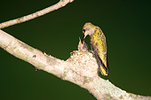 BRD 26 DA0007 01
Ruby-Throated Hummingbird Female Feeding Chick In Nest