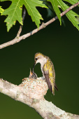 BRD 26 DA0008 01
Ruby-Throated Hummingbird Female Feeding Chick In Nest