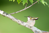 BRD 26 DA0009 01
Ruby-Throated Hummingbird Female Nesting