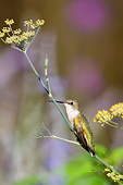 BRD 26 DA0010 01
Young Ruby-Throated Hummingbird Perched On Bronze Fennel