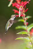 BRD 26 DA0011 01
Young Ruby-Throated Hummingbird Feeding On Pineapple Sage