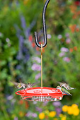 BRD 26 DA0012 01
Ruby-Throated Hummingbirds At Feeding At Bird Feeder In Garden