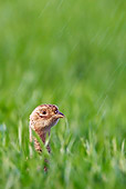 BRD 26 KH0001 01
Head Shot Of Pheasant Hen Sitting In Wheat Field In Rain