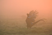 BRD 26 WF0001 01
Ring-Necked Pheasant Calling In Morning Mist