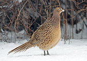BRD 26 WF0003 01
Ring-Necked Pheasant Hen Standing On Snow