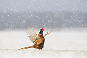 BRD 26 WF0005 01
Ring-Necked Pheasant Male Displaying In Falling Snow