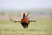 BRD 26 WF0006 01
Ring-Necked Pheasant Male Displaying On Grass