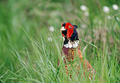 BRD 26 WF0007 01
Close-Up Of Common Pheasant Standing In Tall Grass