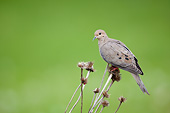 BRD 27 DA0001 01
Mourning Dove Perched On Seed Head Of Purple Coneflower