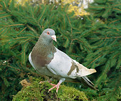 BRD 27 GL0001 01
Rock Pigeon Standing On Mossy Log By Evergreen