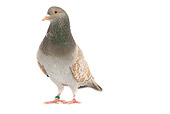 BRD 27 JE0001 01
Yellow-Laced Cauchois Pigeon Standing On White Seamless