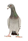 BRD 27 JE0002 01
German Beauty Homer Pigeon Standing On White Seamless