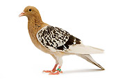 BRD 27 JE0004 01
Nuremberg Lark Pigeon Standing On White Seamless
