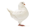 BRD 27 JE0005 01
White King Pigeon Standing On White Seamless