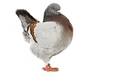 BRD 27 JE0006 01
Blue-Barred Schietti Pigeon Standing On White Seamless