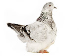 BRD 27 JE0007 01
Silver Dapple Pigeon Standing On White Seamless