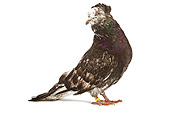 BRD 27 JE0008 01
Montauban Pigeon Standing On White Seamless