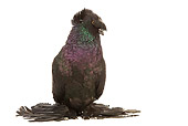 BRD 27 JE0009 01
Black German Double-Crested Trumpeter Pigeon Standing On White Seamless