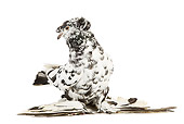 BRD 27 JE0010 01
Checkered German Double-Crested Trumpeter Pigeon Standing On White Seamless